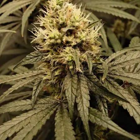 Gorilla Runtz - Seedsman