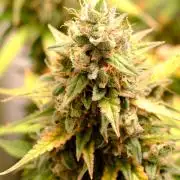 Pineapple Pulse Auto