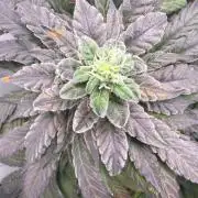 Golosa - Contest Grow - Delicious Seeds