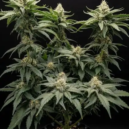 Hindu Kush | VGrow - Advanced Nutrients