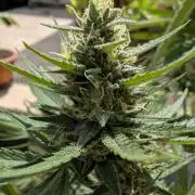 Strawberry Banana Auto - Outdoor