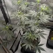Blue Zushi - Ganja Farmer