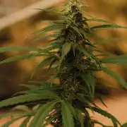 Auto Super Skunk - Outdoor