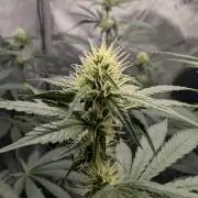 Blue Zushi - Ganja Farmer