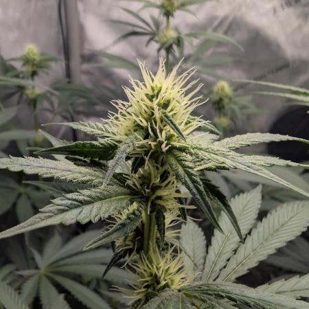 Blue Zushi - Ganja Farmer