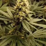 Blue Zushi - Ganja Farmer