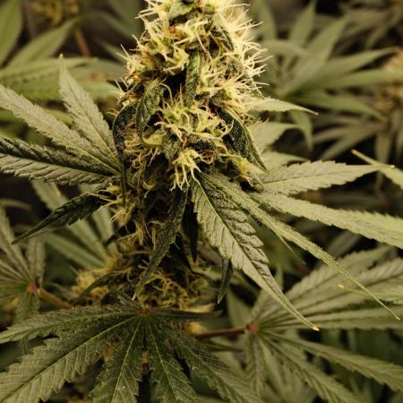 Blue Zushi - Ganja Farmer