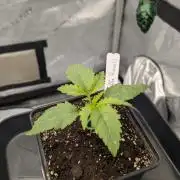 Gorilla Runtz - Seedsman