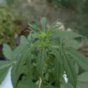 Auto Super Skunk - Outdoor