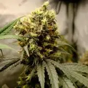 Gorilla Runtz - Seedsman