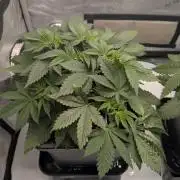 Blue Zushi - Ganja Farmer