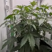 Pineapple Pulse Auto