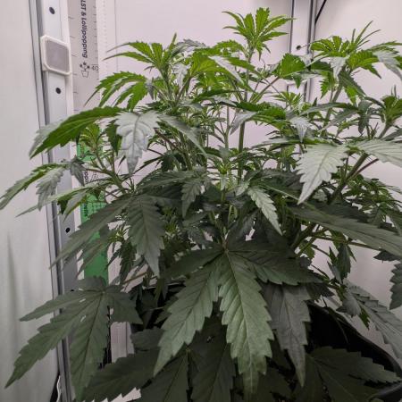 Pineapple Pulse Auto