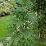Sunset Sherbet - Living Soil Kompost