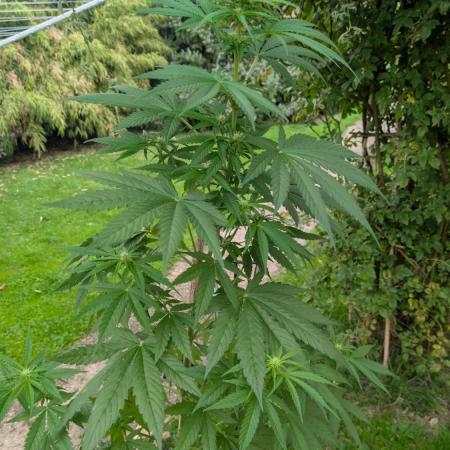 Sunset Sherbet - Living Soil Kompost