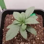 Golosa - Contest Grow - Delicious Seeds