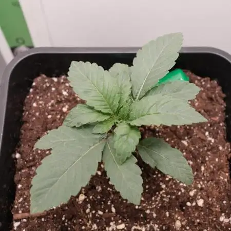 Golosa - Contest Grow - Delicious Seeds