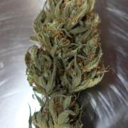 Strawberry Banana Auto - Outdoor