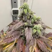 Golosa - Contest Grow - Delicious Seeds