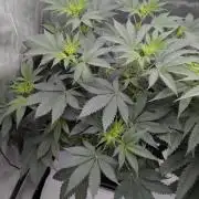 Blue Zushi - Ganja Farmer
