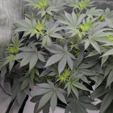 Blue Zushi - Ganja Farmer