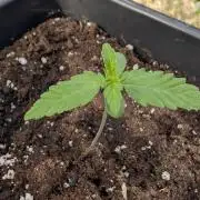 Auto Super Skunk - Outdoor
