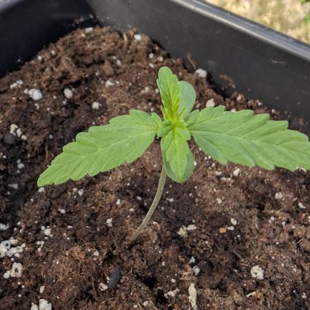 Auto Super Skunk - Outdoor