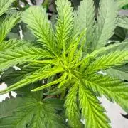 Papaya Sour Spritz - Green House Seeds