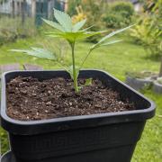 Strawberry Banana Auto - Outdoor