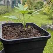 Strawberry Banana Auto - Outdoor