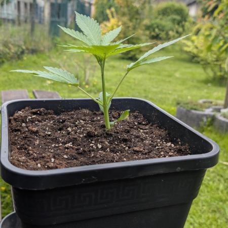 Strawberry Banana Auto - Outdoor