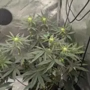 Gorilla Runtz - Seedsman