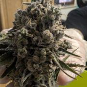 Mimosa x Orange Punch | Autopot - Athena