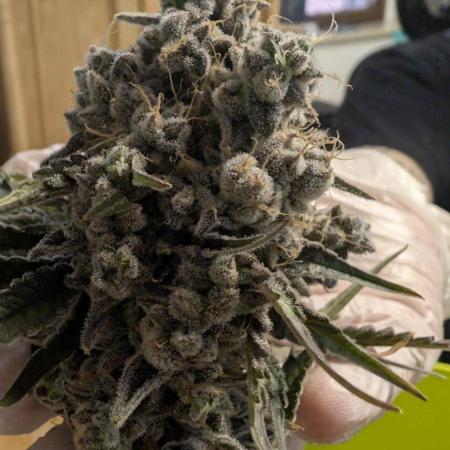 Mimosa x Orange Punch | Autopot - Athena