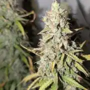 Pineapple Pulse Auto