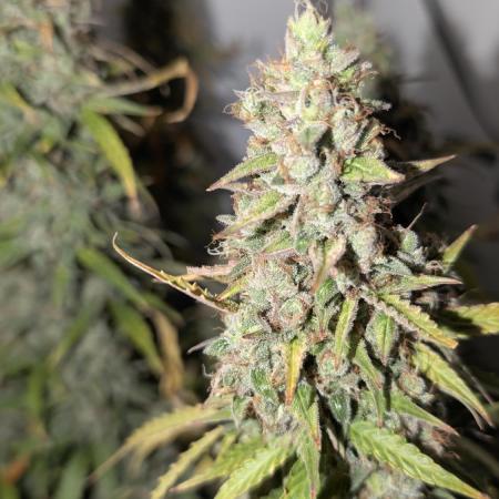 Pineapple Pulse Auto