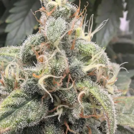 Hindu Kush | VGrow - Advanced Nutrients