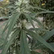 Auto Super Skunk - Outdoor