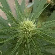 Strawberry Banana Auto - Outdoor