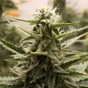 Pineapple Pulse Auto