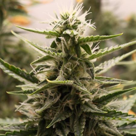Pineapple Pulse Auto