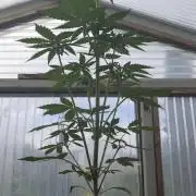 Wild Thai Automatic
