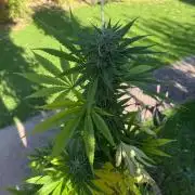 Sunset Sherbet - Living Soil Kompost