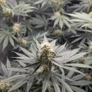 Blue Zushi - Ganja Farmer