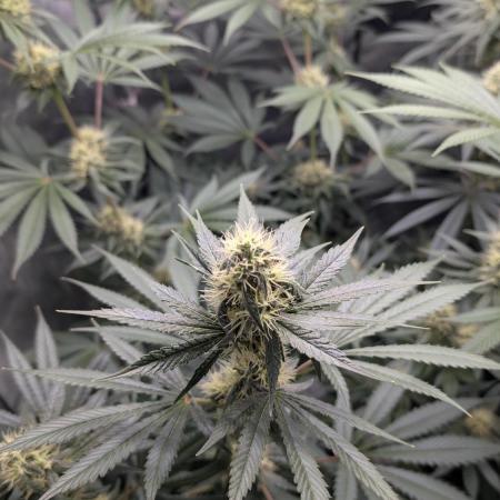 Blue Zushi - Ganja Farmer