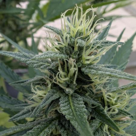 Strawberry Banana Auto - Outdoor
