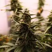 Pineapple Pulse Auto