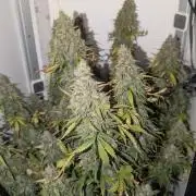 Pineapple Pulse Auto