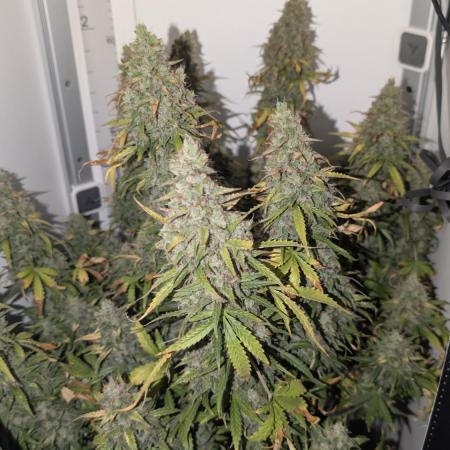 Pineapple Pulse Auto