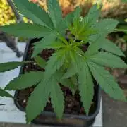 Sunset Sherbet - Outdoor
